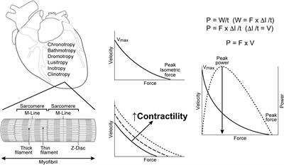 Myocardial Contractility: Historical and Contemporary Considerations